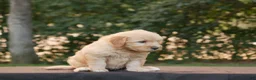Goldendoodle dogs for sale: Hank - Ad 12