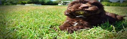 Havapoo dogs for sale: Jolene-LABOR DAY SALE-TAKE $100 OFF!!! - Ad 11