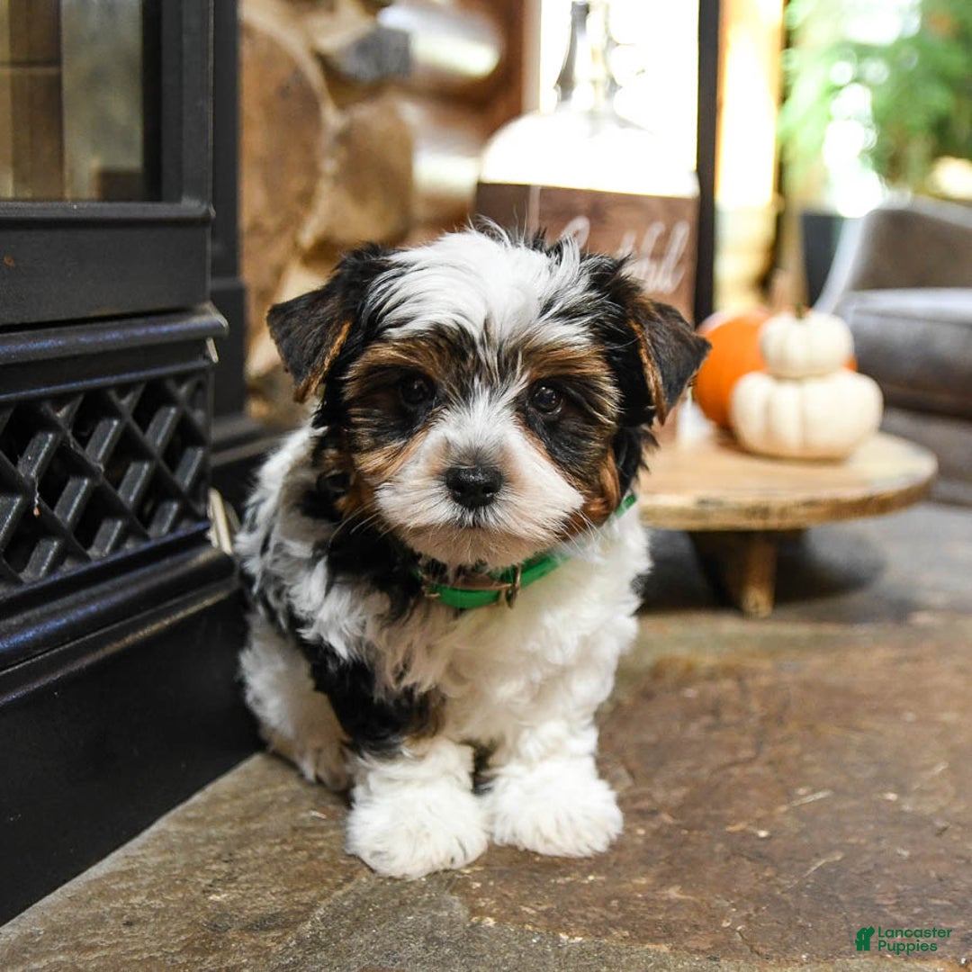 Biewer Terrier dogs for sale: Prince   - Ad 9