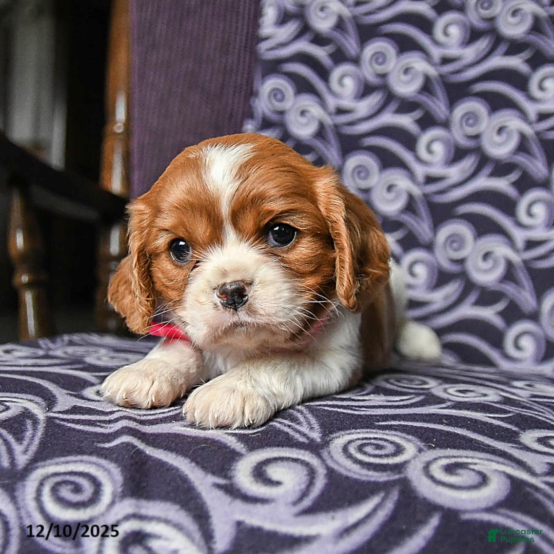 Cavalier King Charles Spaniel dogs for sale: Bonita - Ad 4