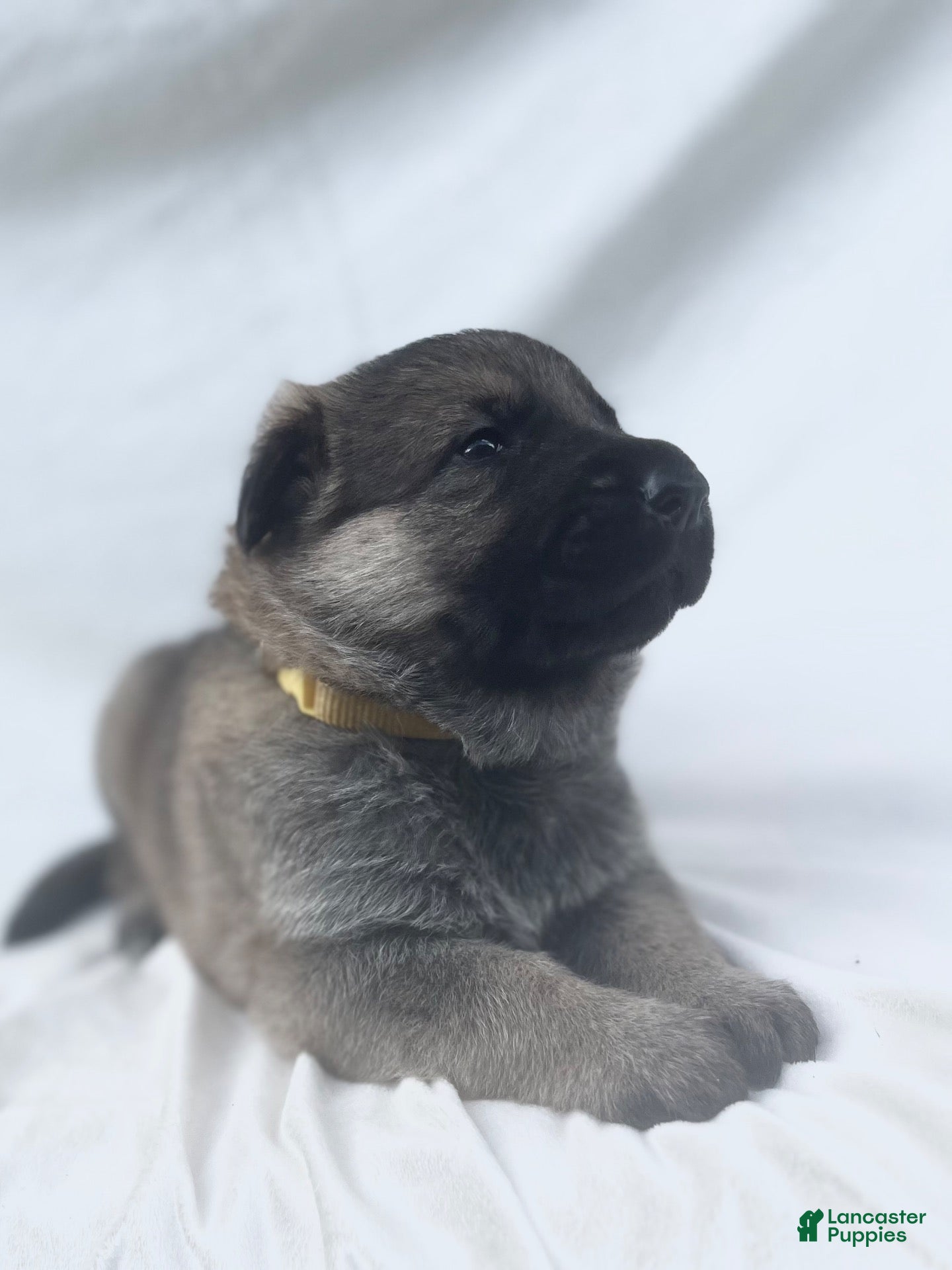 German Shepherd dogs Sadie - Ad 1