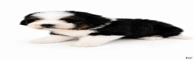 Mini Bernedoodle male- Topper ( black Tri color)