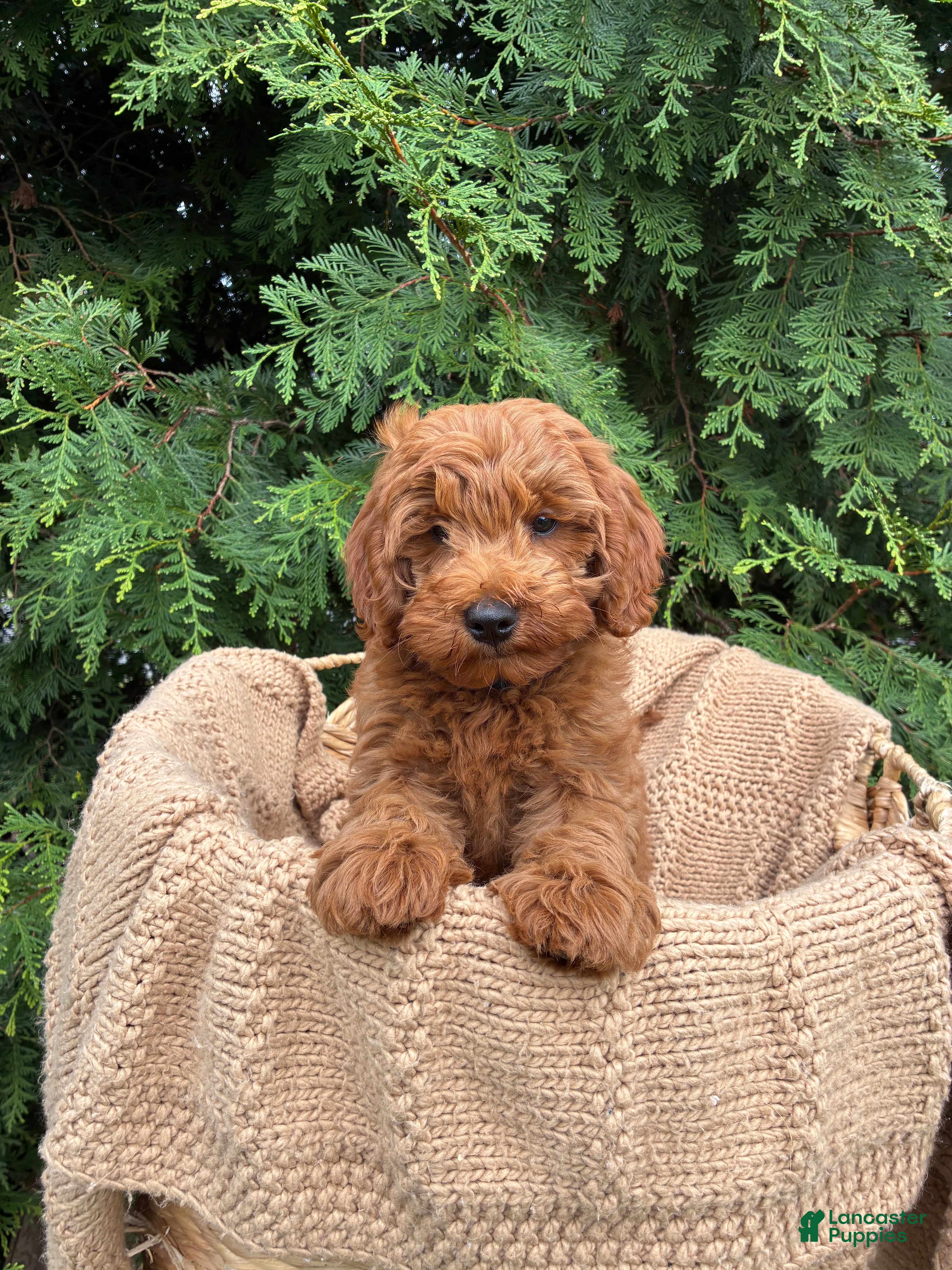 Mini Goldendoodle dogs Charlie - Ad 1