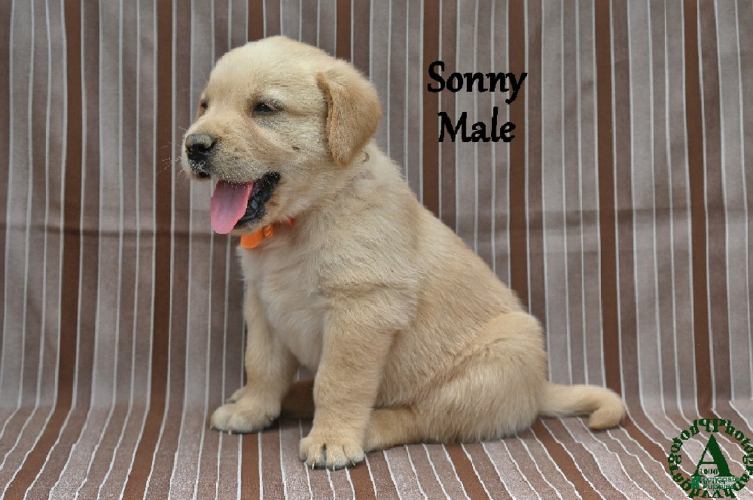 Golden Short Haired Labrador Puppies For Sale Goldador Puppies