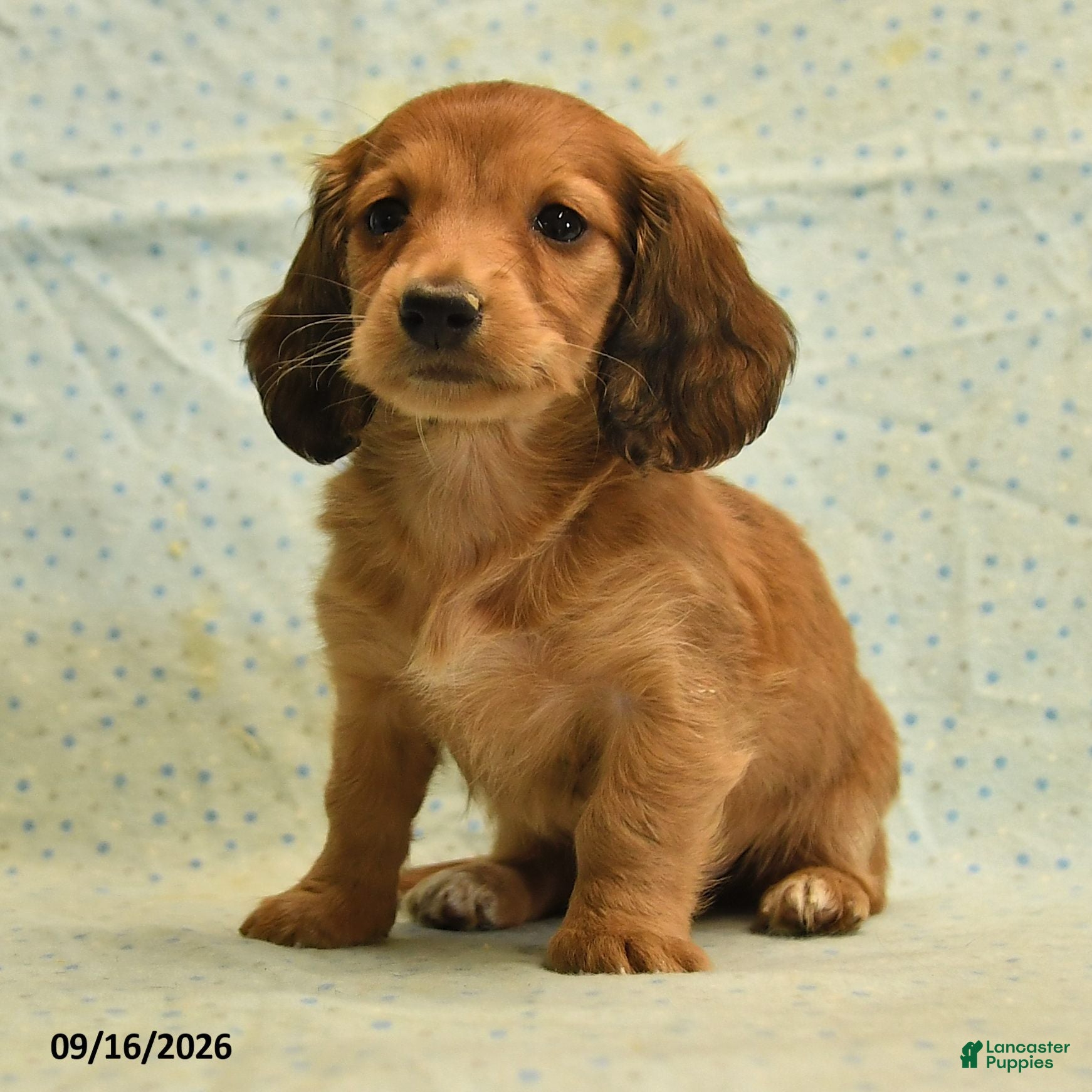 Dachshund dogs Scotty - Ad 2