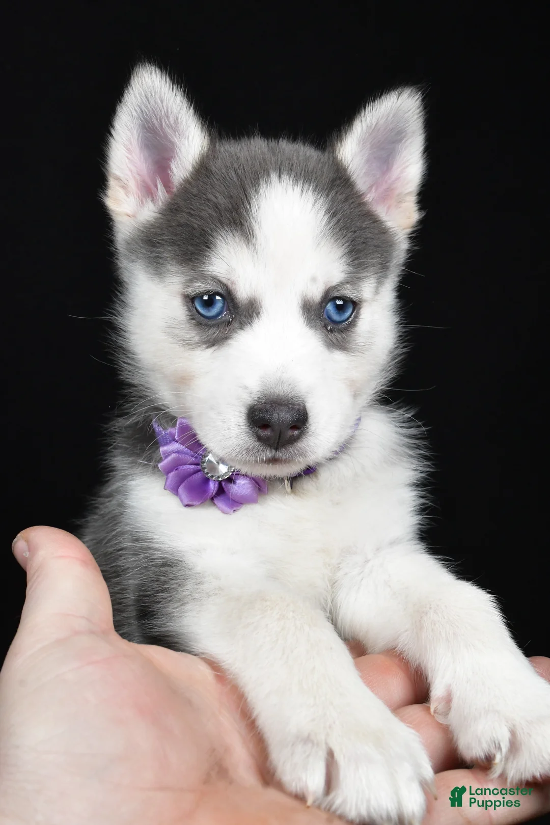 Pomsky dogs for sale: Tori - Ad 6