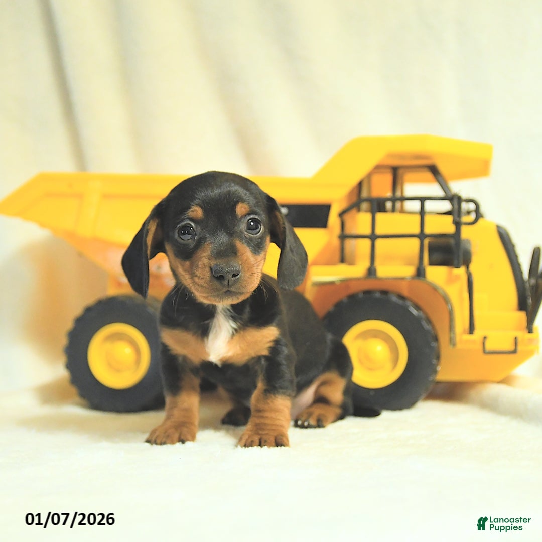 Miniature Dachshund dogs for sale: Dainty - Ad 2