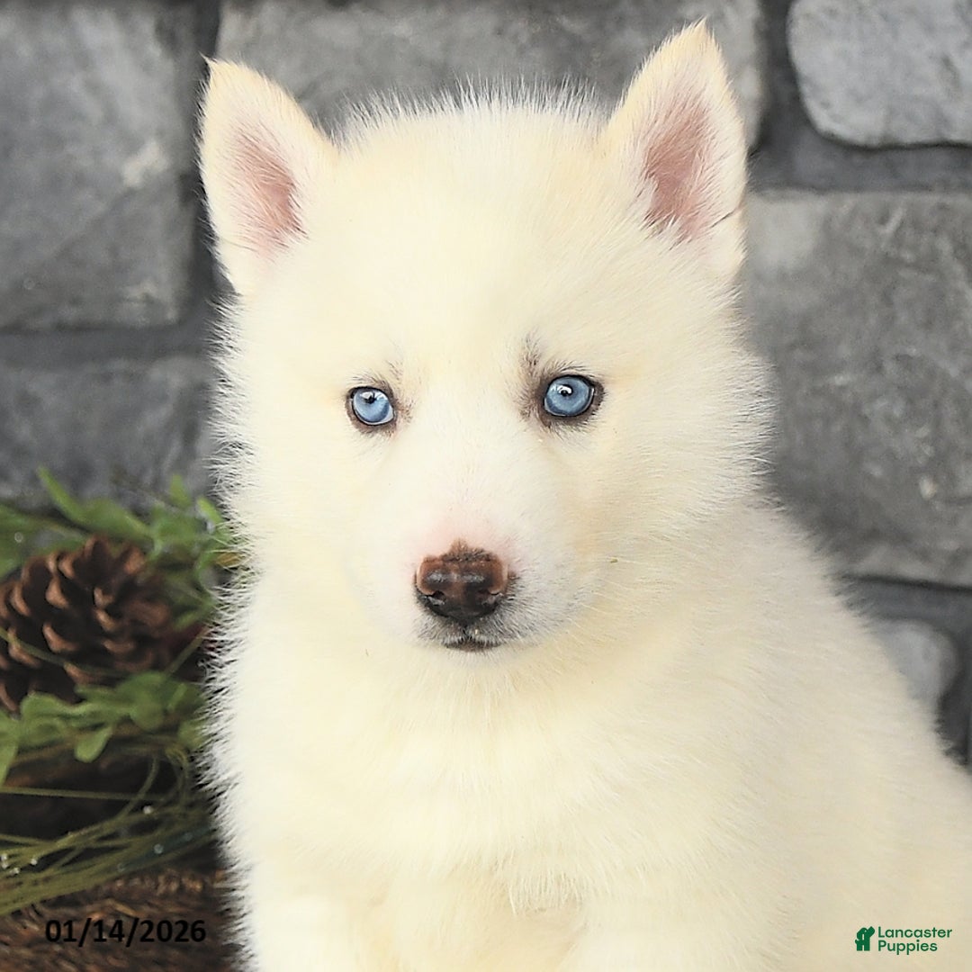 Siberian Husky dogs for sale: Ghost  - Ad 4