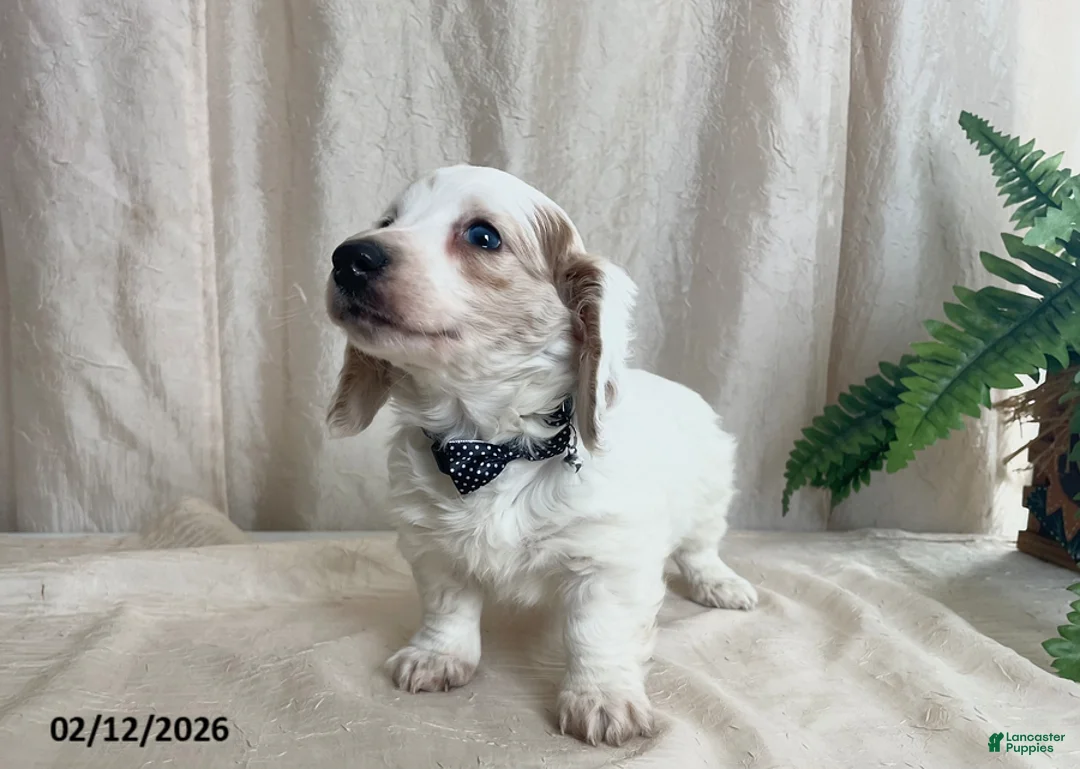 Miniature Dachshund dogs for sale: Valentine - Ad 3