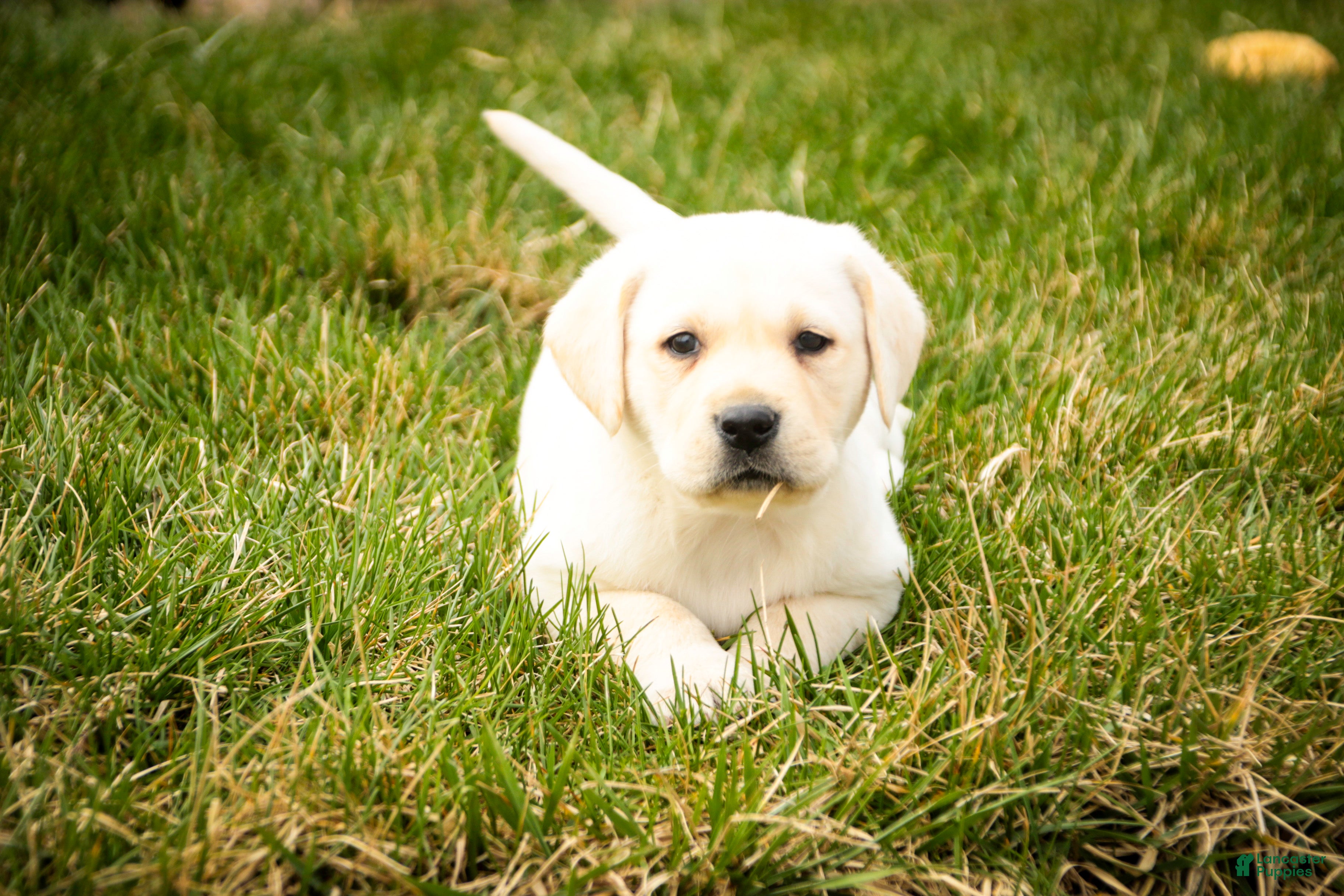 Labrador Retriever dogs Shalom - Ad 2