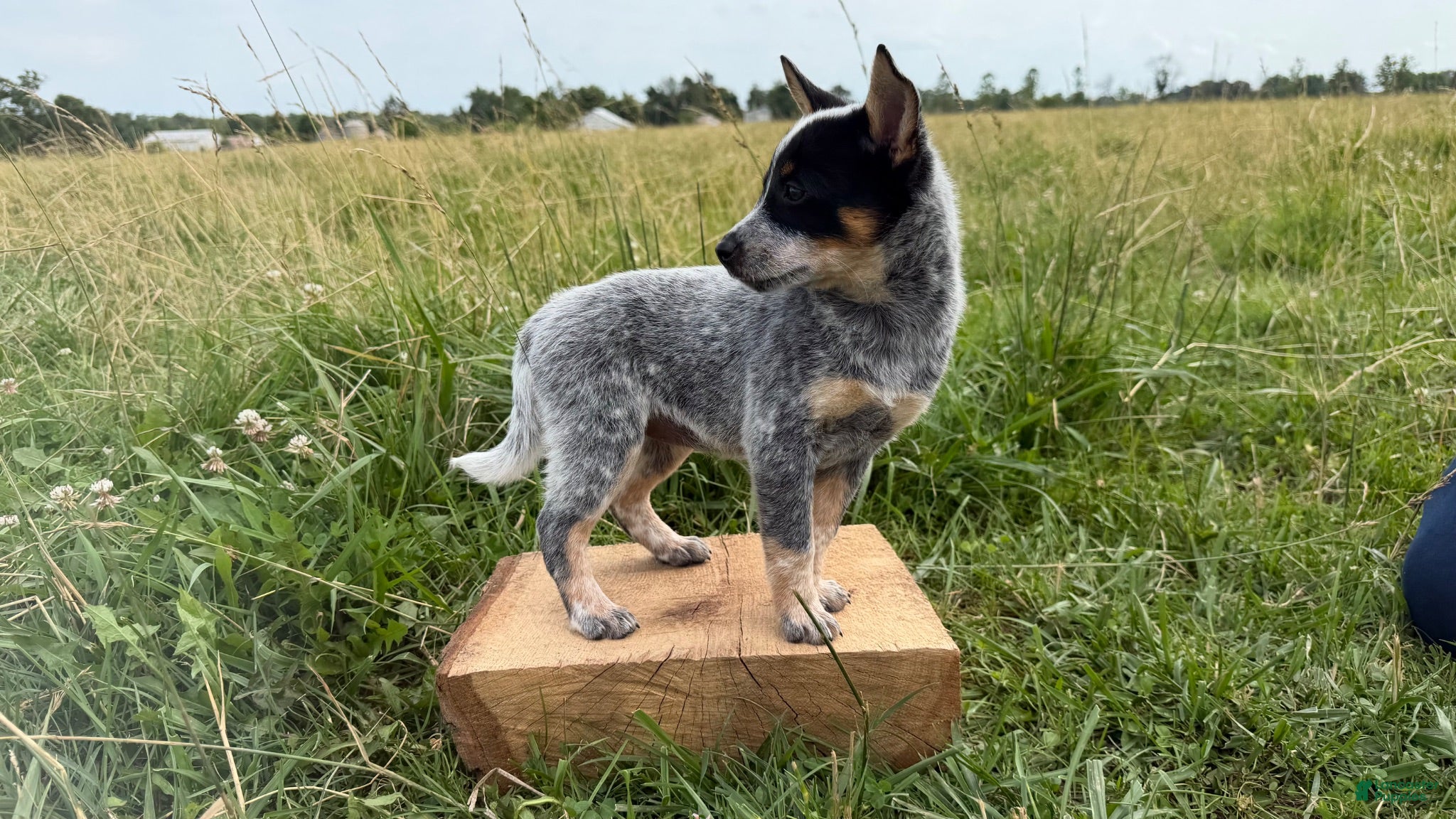 Australian Cattle Dog dogs Renley - Ad 2