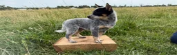 Australian Cattle Dog dogs for sale: Renley - Ad 2