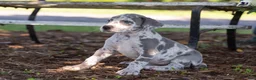 Great Dane dogs for sale: Autumn - Ad 5