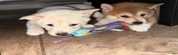 Shiba Inu dogs for sale: Snowball - Ad 4
