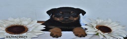 Rottweiler dogs for sale: Ember - Ad 1