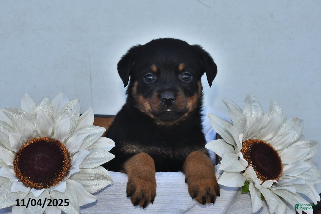Rottweiler dogs for sale: Ember - Ad 1