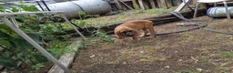 Mixed Breed dogs for sale: Louise - Ad 2