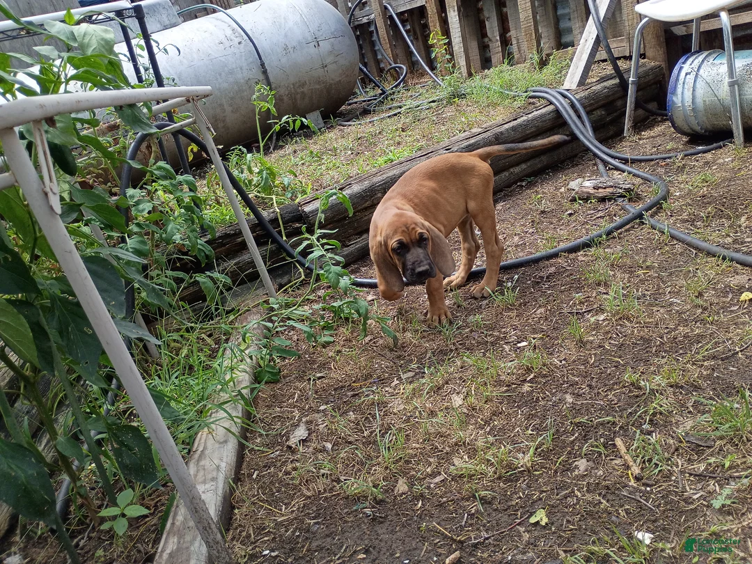 Mixed Breed dogs for sale: Louise - Ad 2