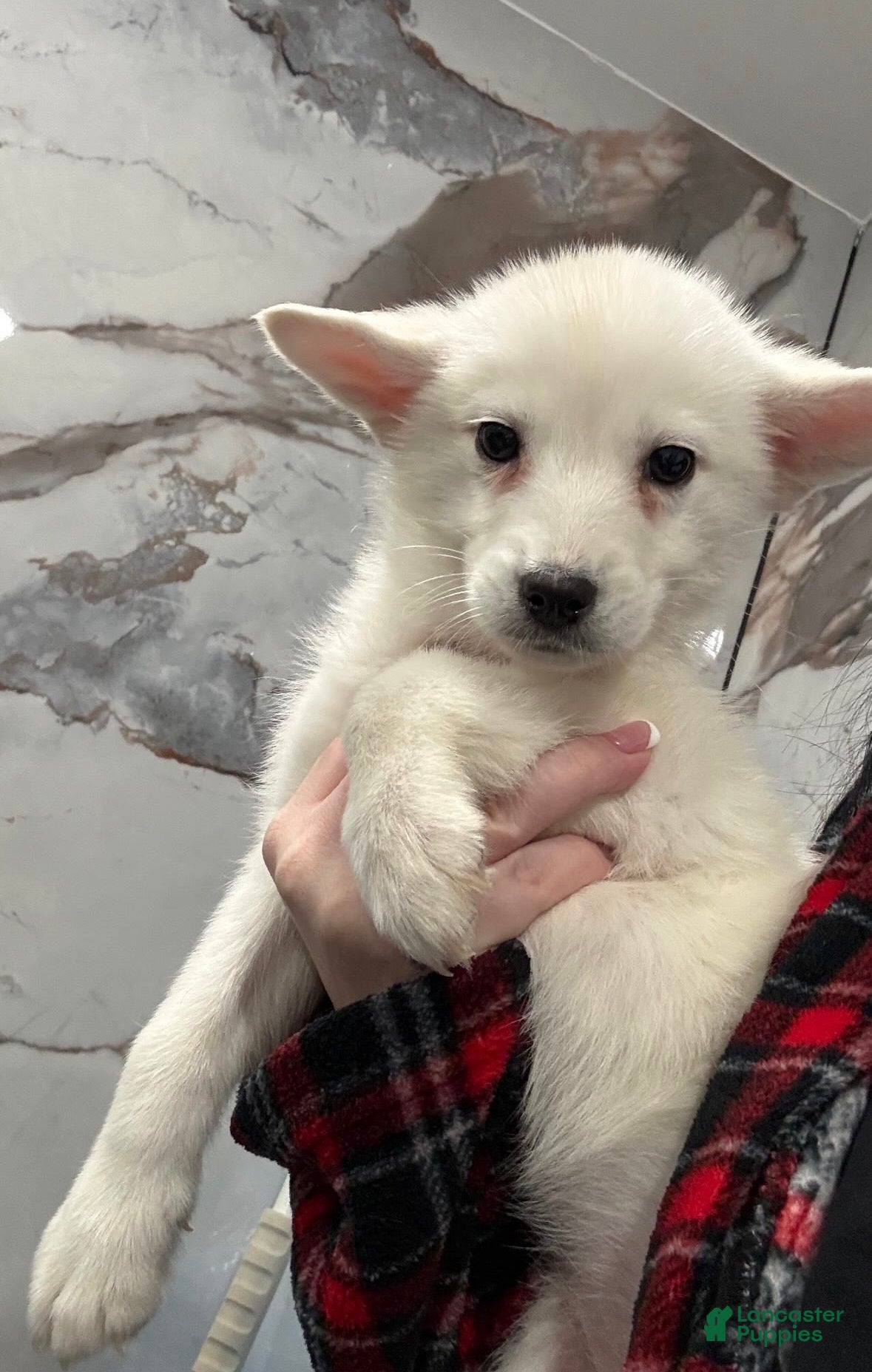 Siberian Husky dogs for sale: Siberian Husky Puppy 1 - Ad 4