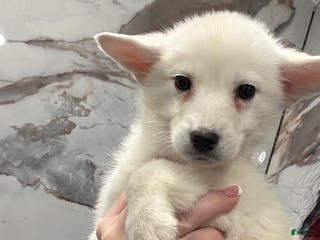 Siberian Husky dogs for sale: Siberian Husky Puppy 1 - Ad 4