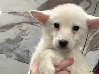 Siberian Husky dogs Siberian Husky Puppy 1 - Ad 27