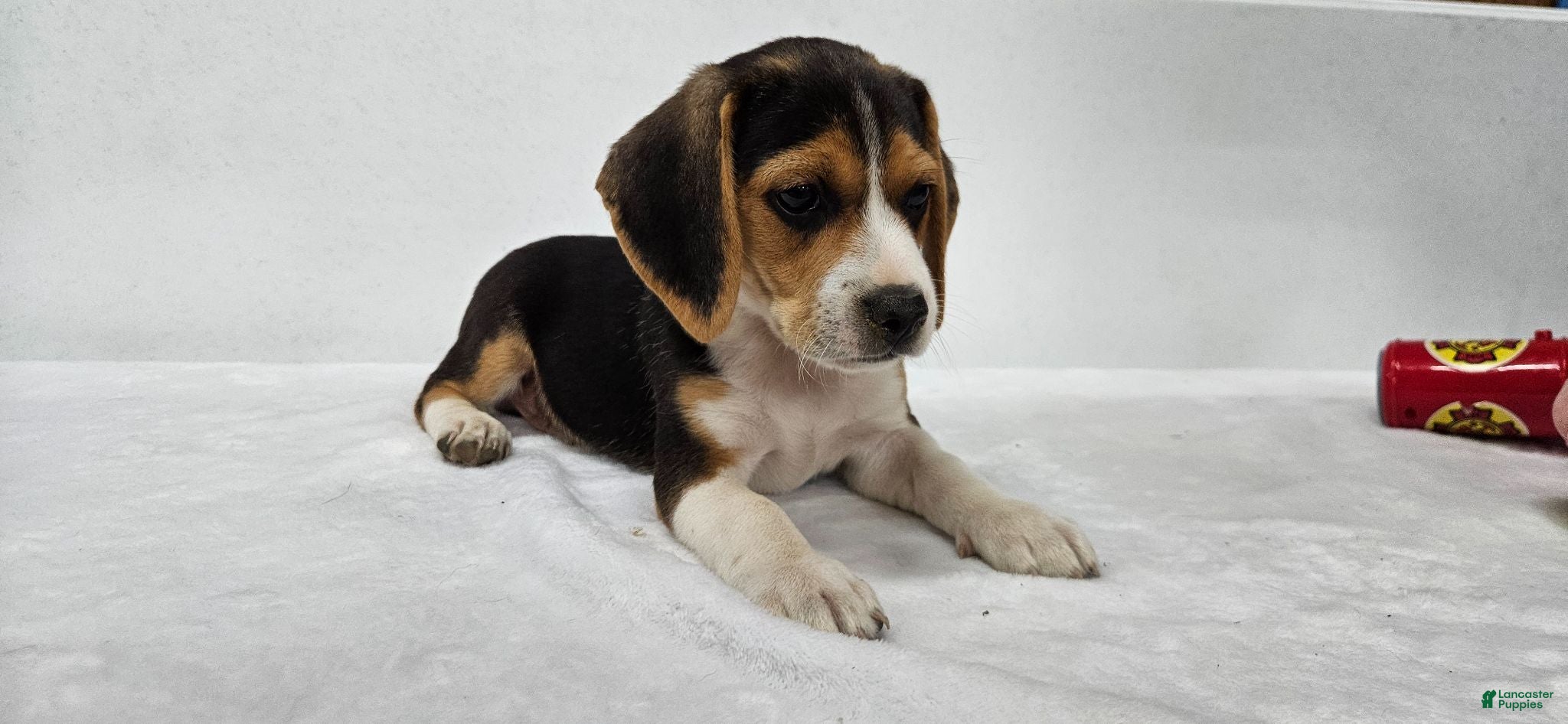 Beagle Puppies for sale in Williamsport, Pennsylvania | Lancaster