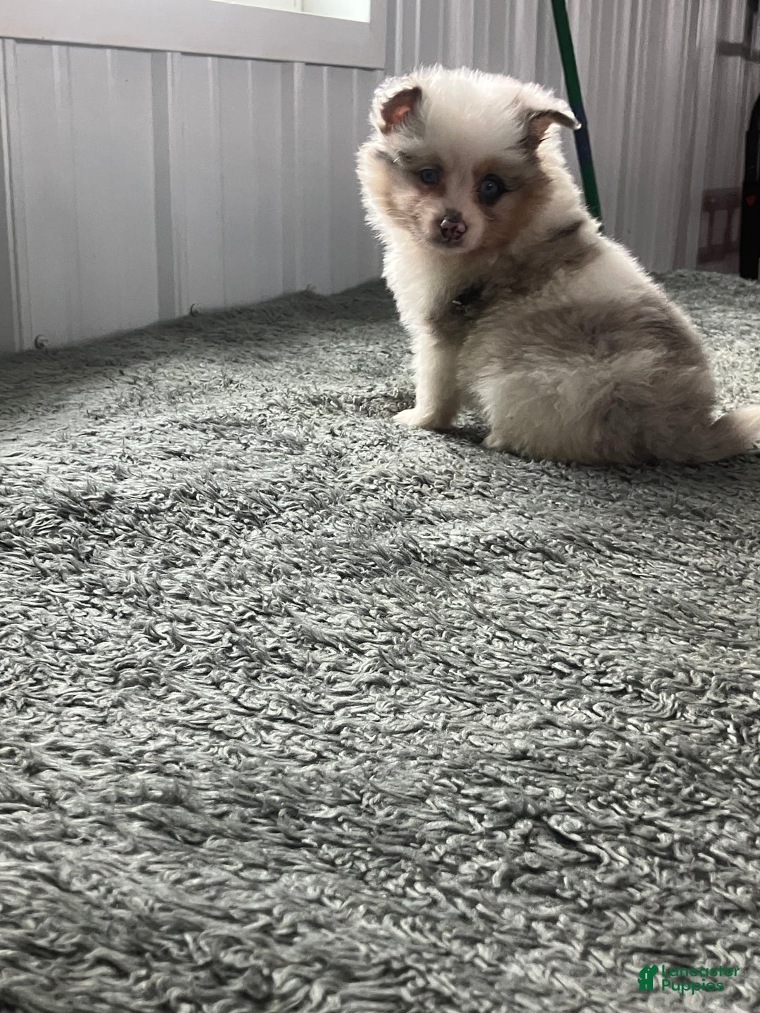 Mixed Breed dogs for sale: John - Ad 2