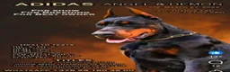 Doberman Pinscher dogs for sale: Vesta - Ad 2