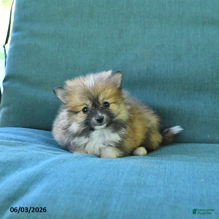 Pomeranian dogs for sale: Tulip - Ad 2