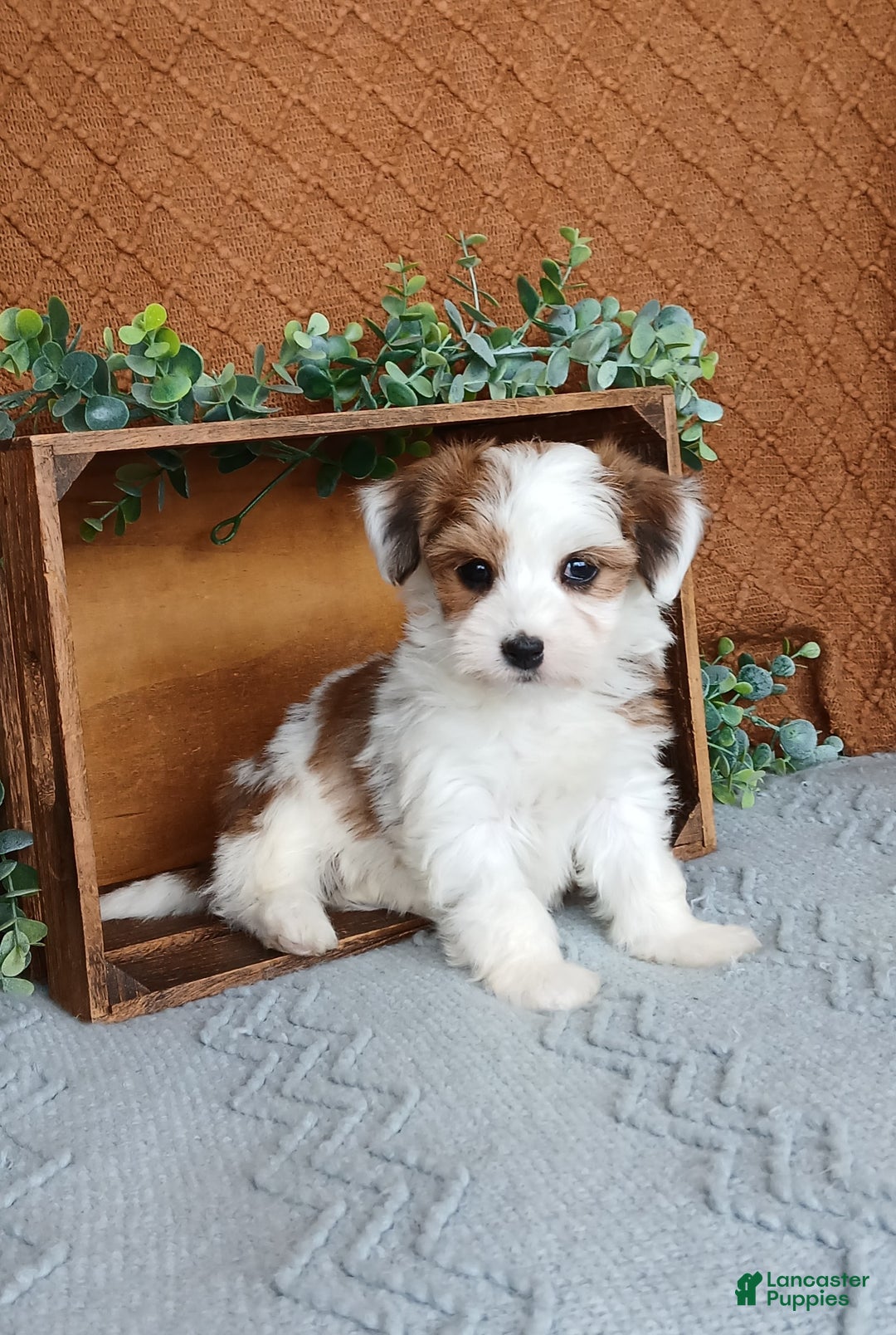 Havanese dogs for sale: Janie  - Ad 1