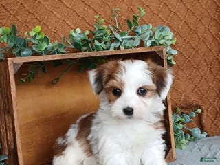 Havanese dogs Janie - Ad 11