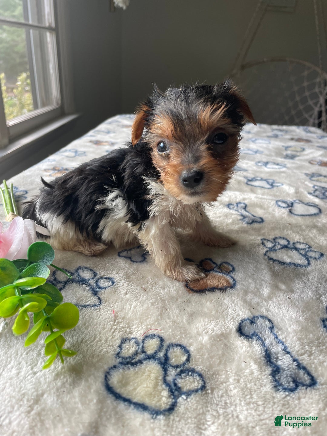 Morkie dogs for sale: Ally - Ad 3