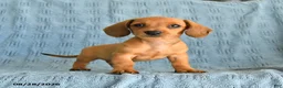 Miniature Dachshund dogs for sale: Rosie - Ad 3