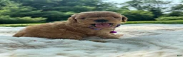 Miniature Poodle dogs for sale: Goldy - Ad 5