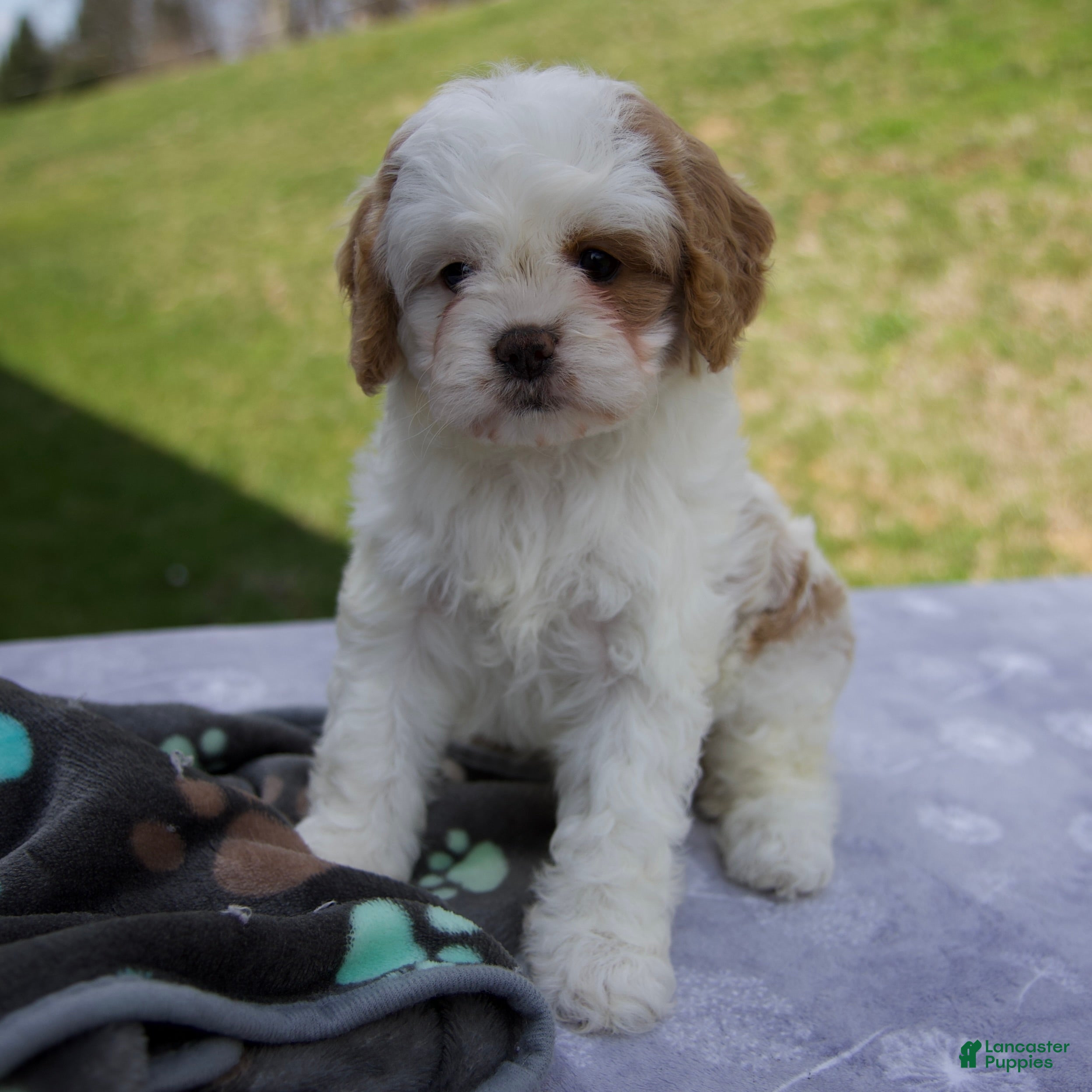 Cavapoo dogs Bella - Ad 1
