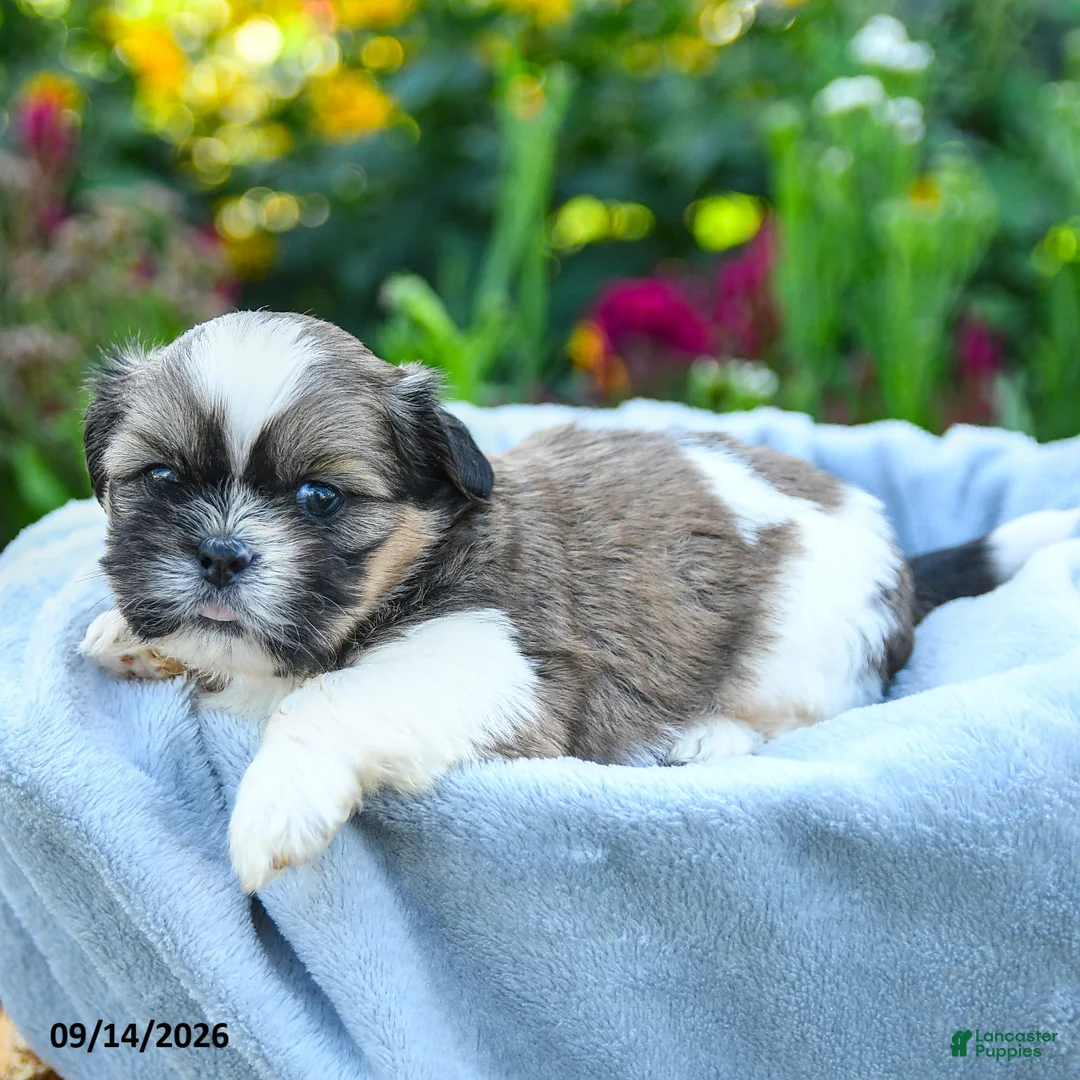 Shih Tzu dogs for sale: Mason - Ad 5