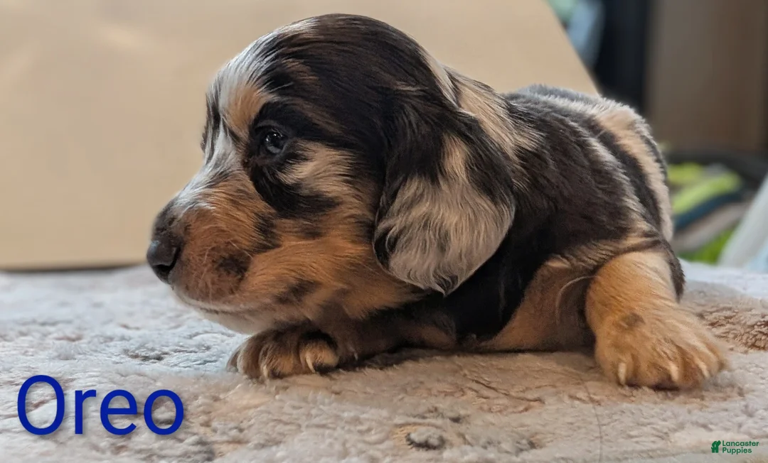 Miniature Dachshund dogs for sale: Oreo - Ad 2