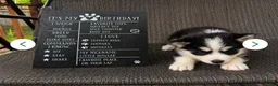Siberian Husky dogs for sale: Willow - Ad 11