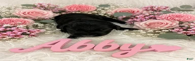 Abby