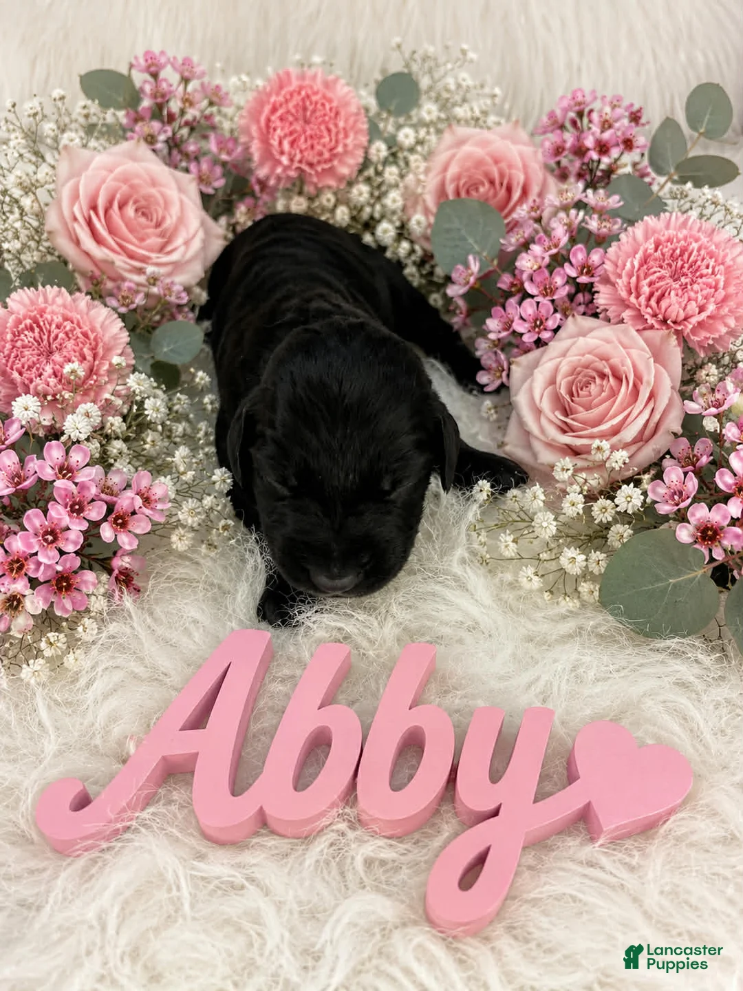 German Shorthaired Pointer dogs for sale: Abby - Ad 1