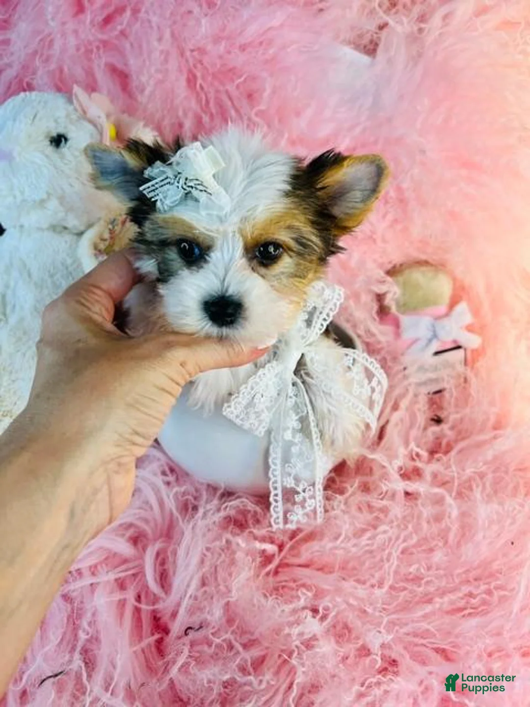 Yorkshire Terrier dogs for sale: Yorkshire Terrier 1 - Ad 3