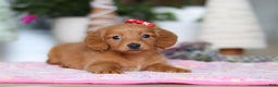 Miniature Dachshund dogs for sale: Grace - Ad 5
