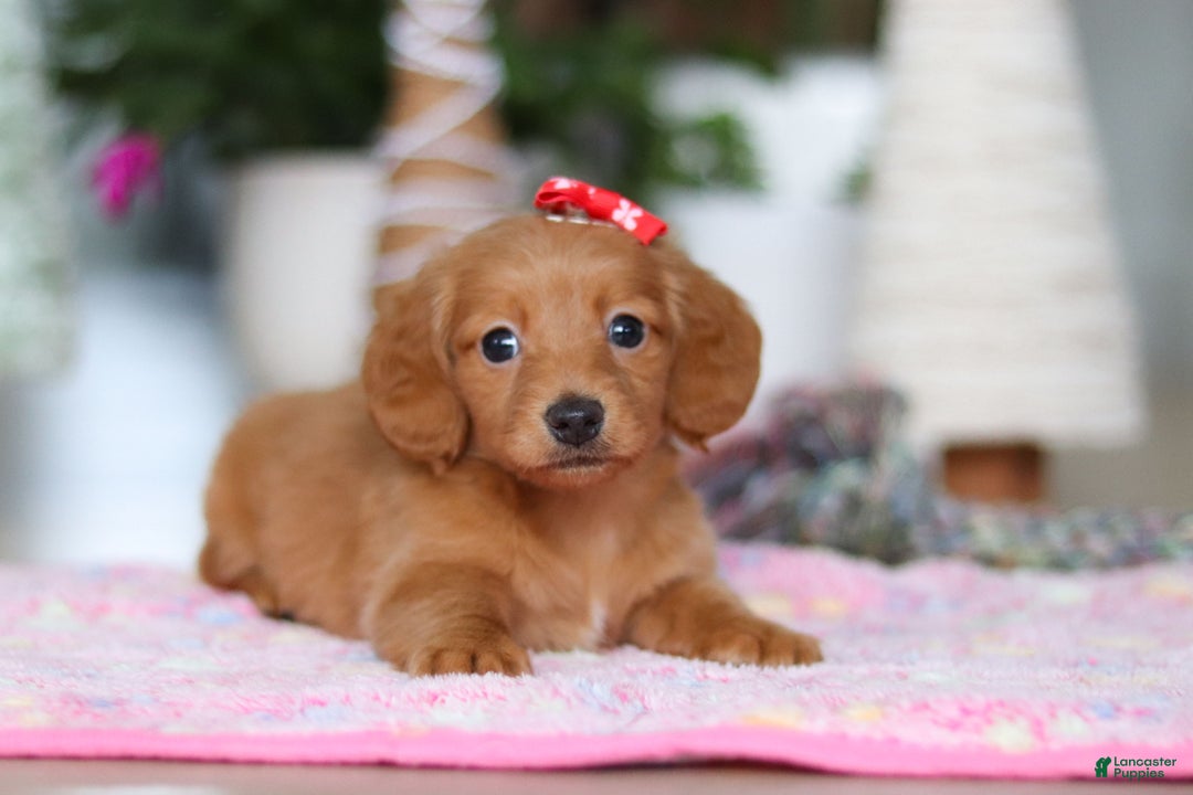 Miniature Dachshund dogs for sale: Grace - Ad 5