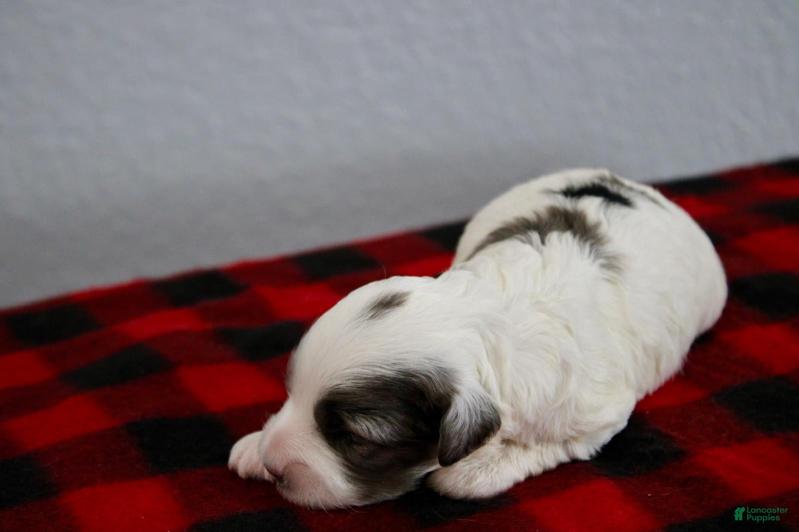Mini Goldendoodle dogs for sale: Wyatt - Ad 2