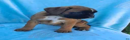 Boxer dogs for sale: Thea - Ad 3