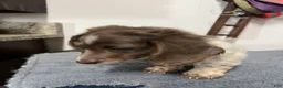 Miniature Dachshund dogs for sale: Nico - Ad 6