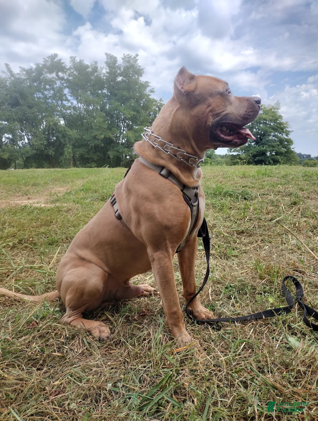 Mixed Breed dogs for stud: Hendrix  - Ad 5