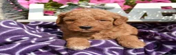 Mini Goldendoodle dogs for sale: Dora Mini Goldendoodle 7 - Ad 6