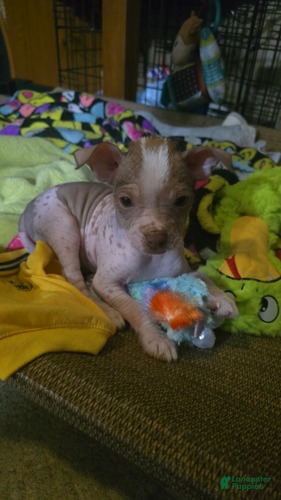 Chinese Crested dogs Kevin - Ad 2