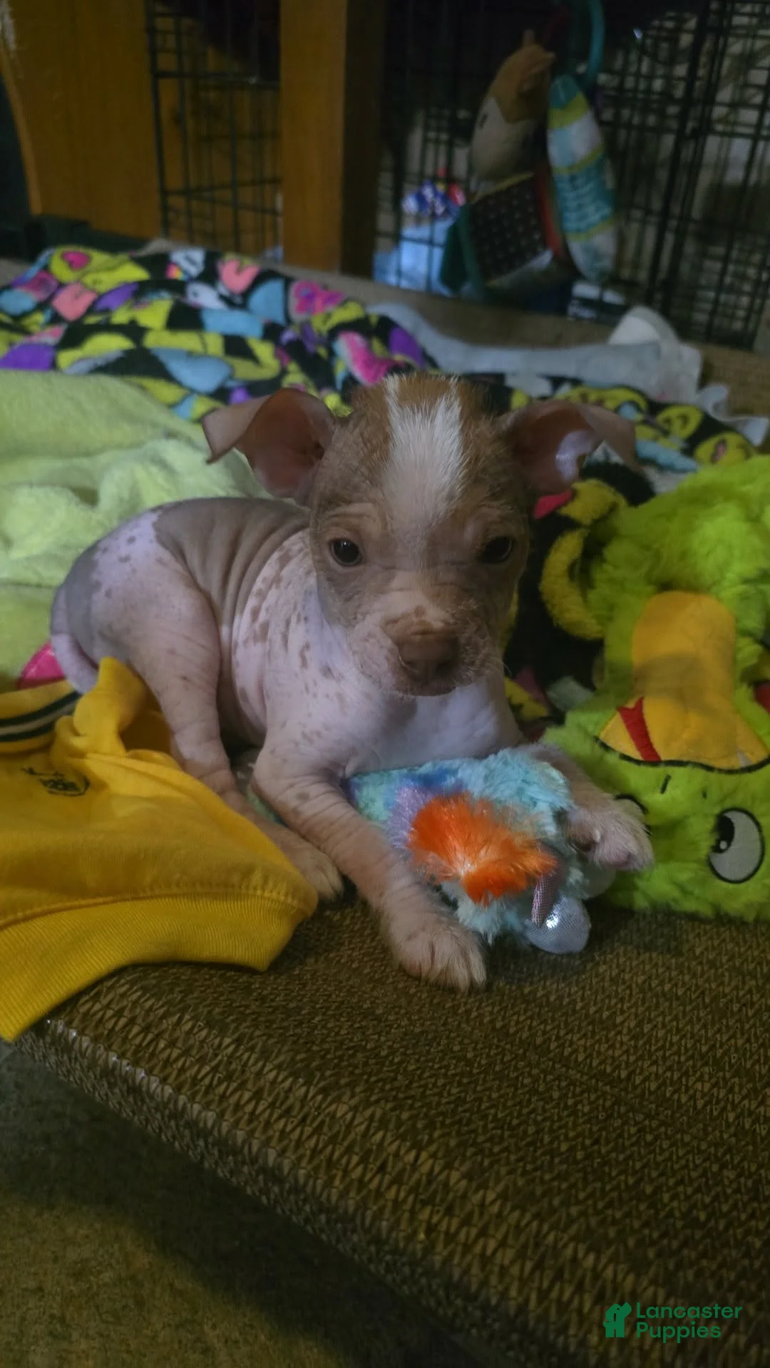 Chinese Crested dogs for sale: Kevin - Ad 2